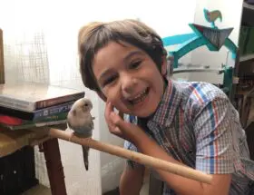 parakeets stop fighting