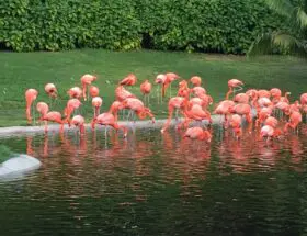 Pink Flamingos Facts