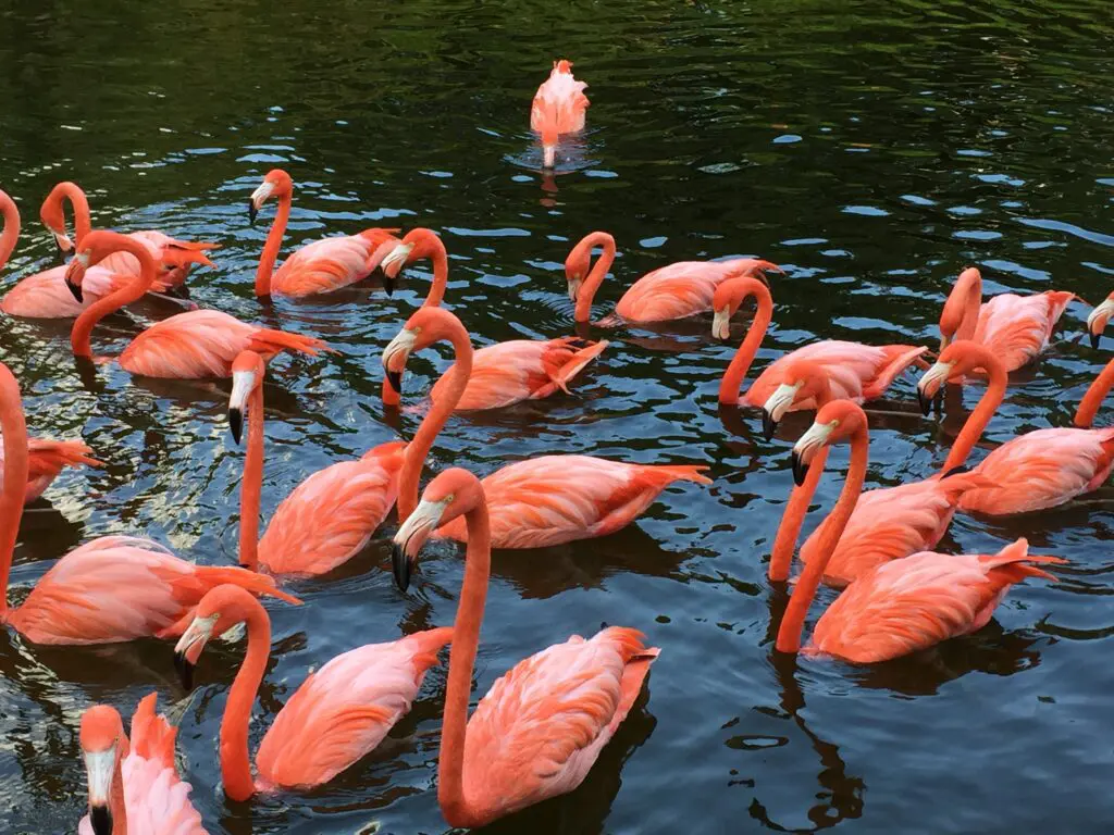 Pink Flamingo Facts