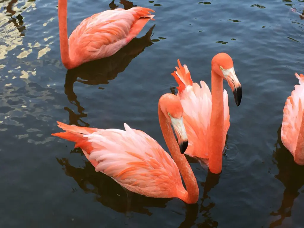 Pink Flamingos Facts