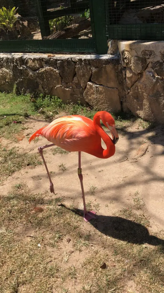 Pink Flamingos Facts - Adastra