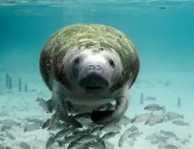 manatee