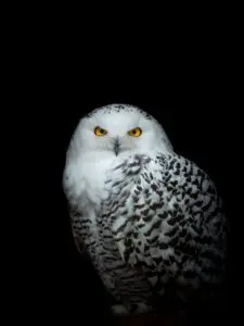 snowy owl facts for kids