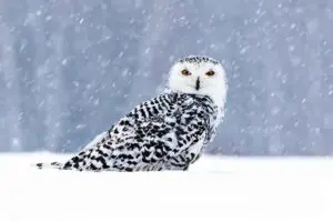 snowy owl facts for kids