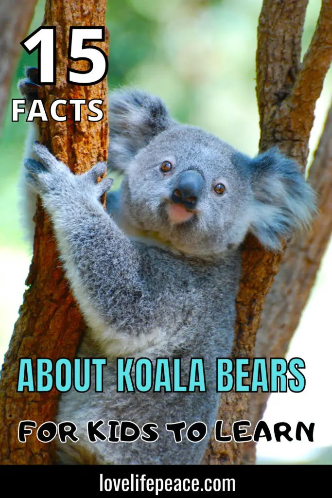 KOALA FACTS