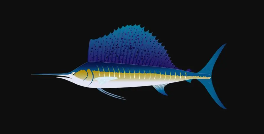 sailfish facts