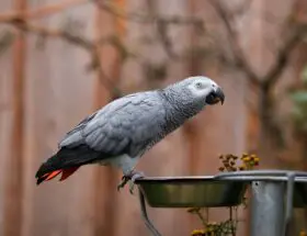 African Grey Parrot facts