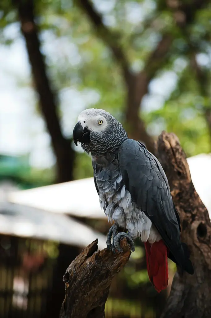 African Grey Parrot facts