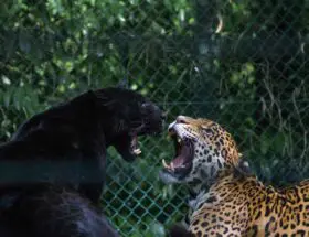 black jaguar animal