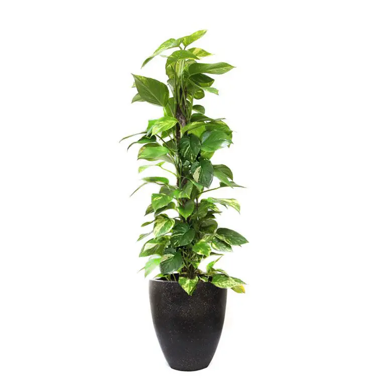 air purifying plants