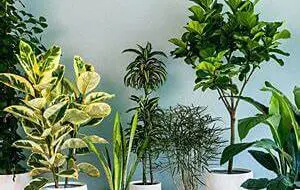 Indoor House Pants to Purify Air