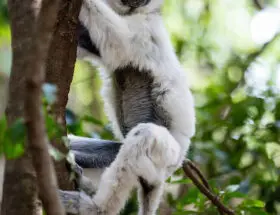 sifaka on tree
