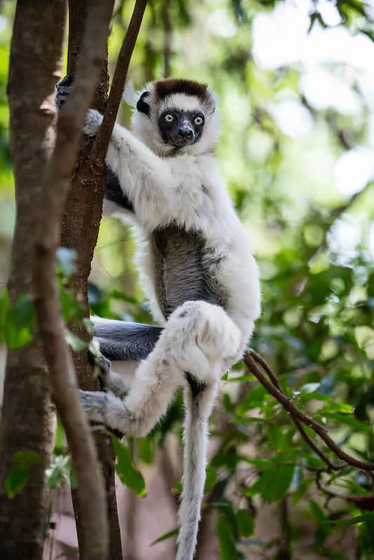 sifaka on tree