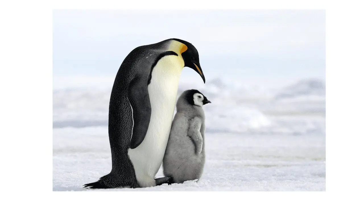 Emperor Penguin Facts
