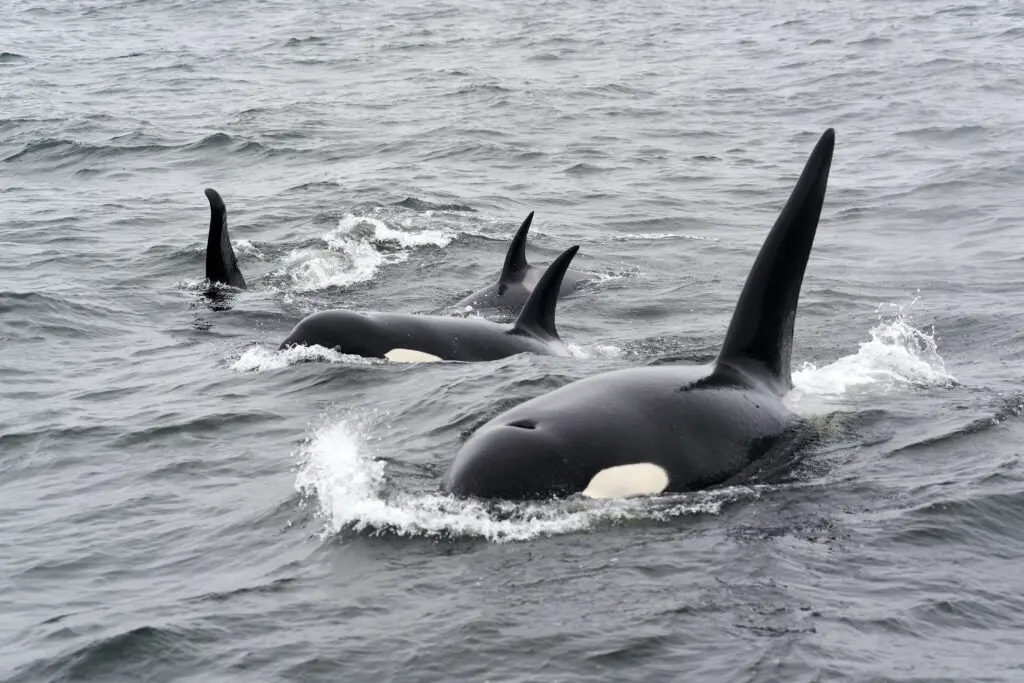 orcas in the wild