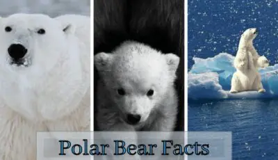 polar bear facts