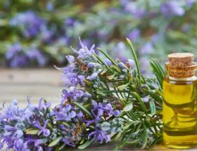 Rosemary Water for Hair