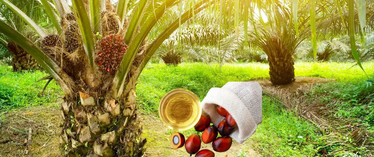 Is palm Oil Vegan