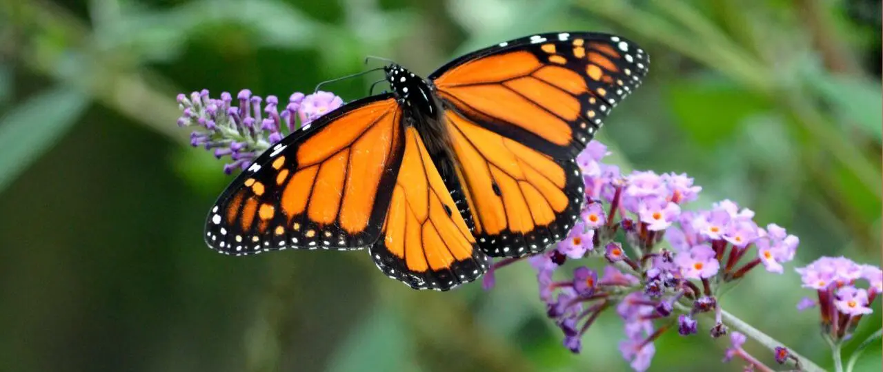 butterflies are important