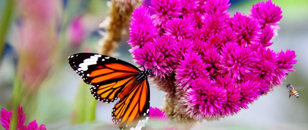 how to attract butterflies to your garden