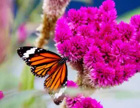 how to attract butterflies to your garden