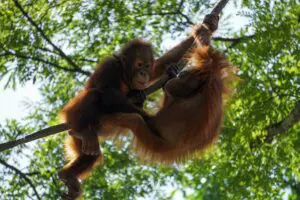 why are orangutans endangered