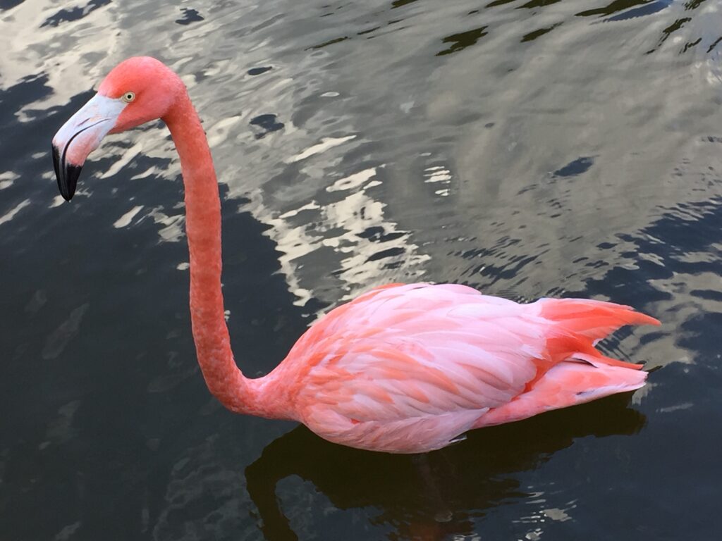 Pink Flamingos Facts