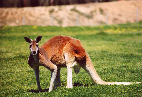 Red Kangaroo