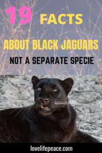 Black Jaguar Animal