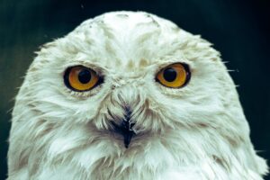 snowy owl facts for kids