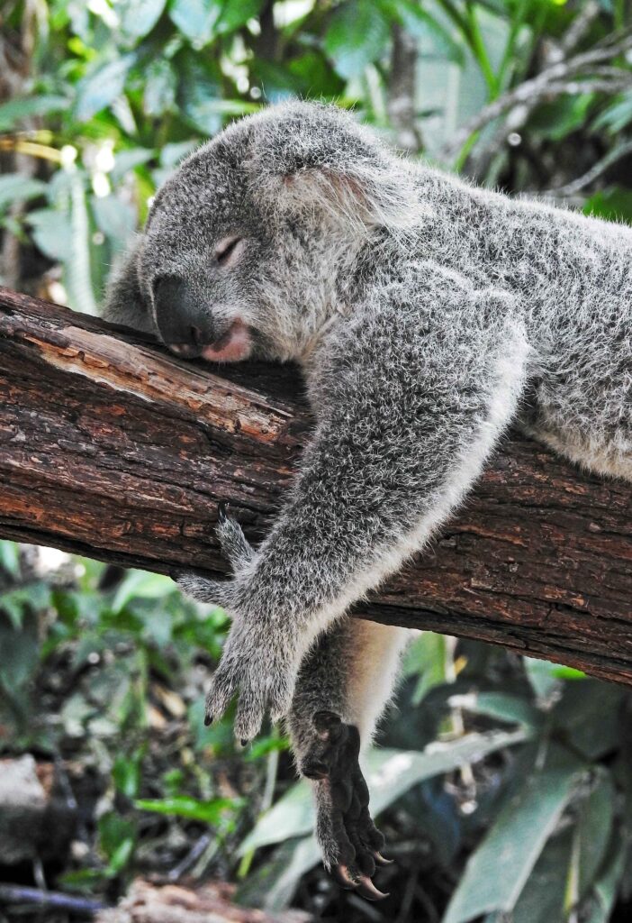 marsupial resting on tree