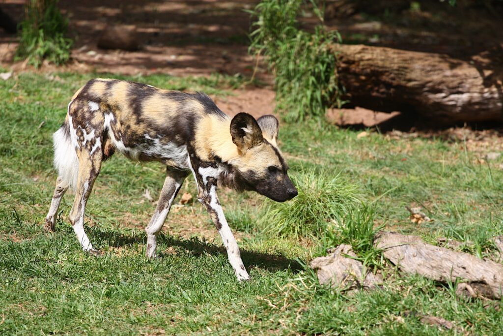 African Wild Dog Facts