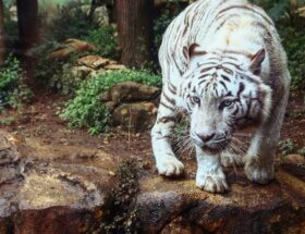 about white tigers