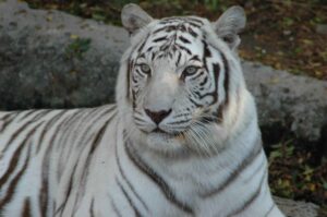 white tiger information