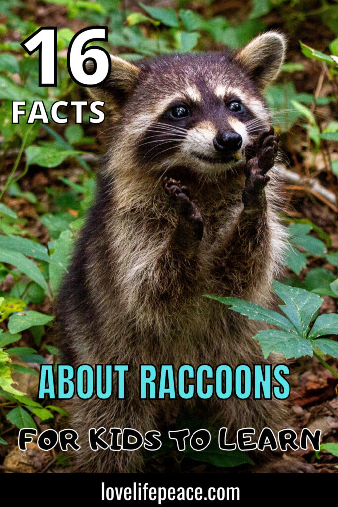 raccoon facts