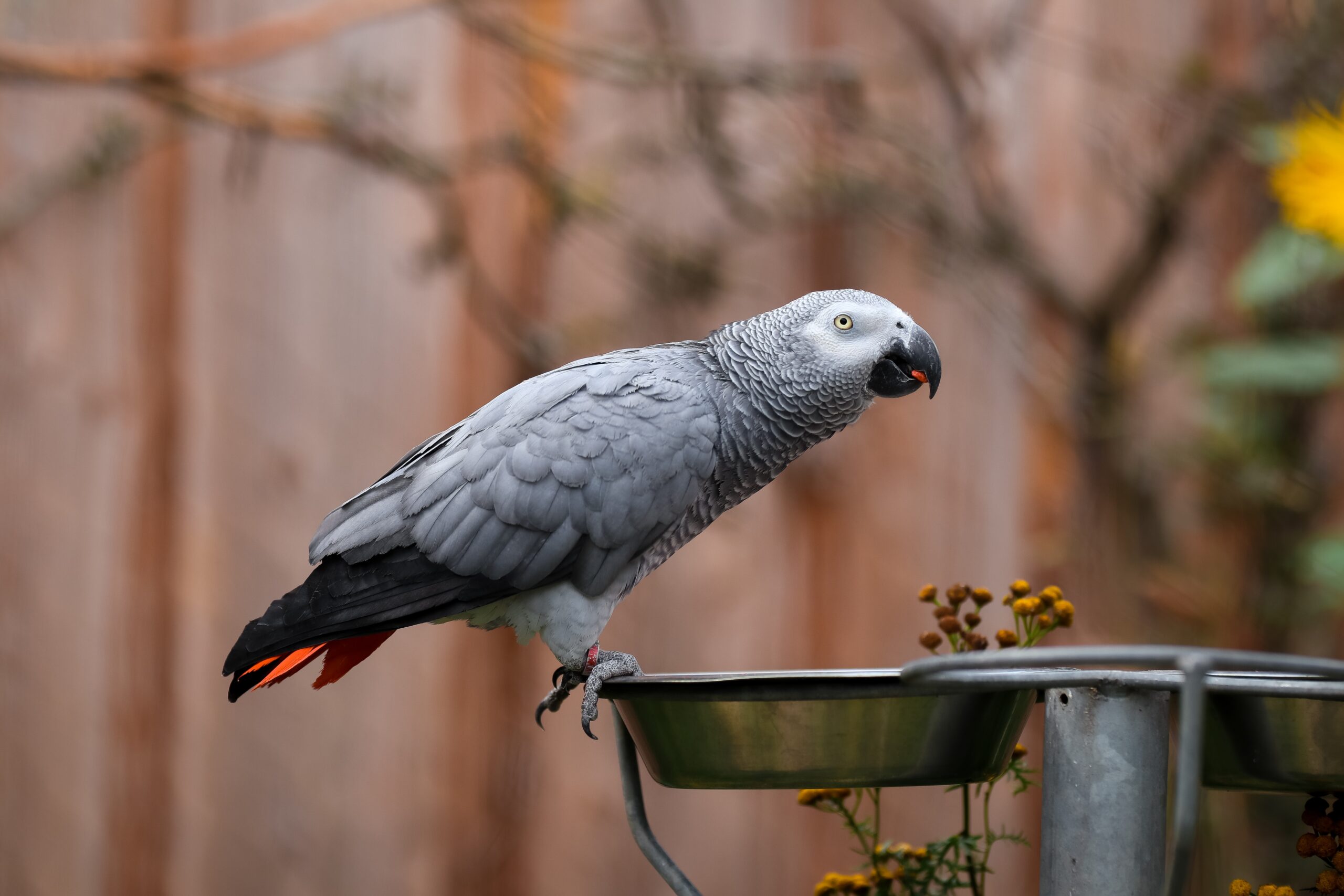 African Grey Parrot facts