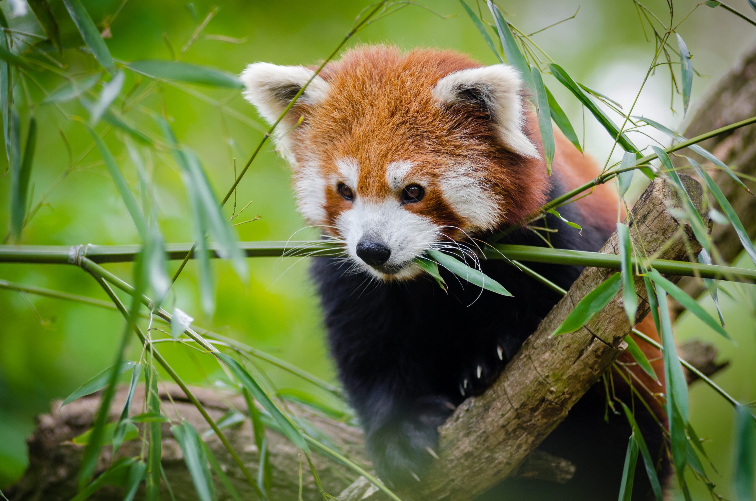 red panda facts