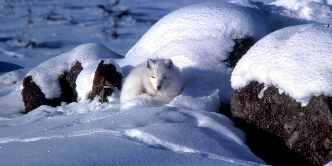 Arctic Fox PD 3