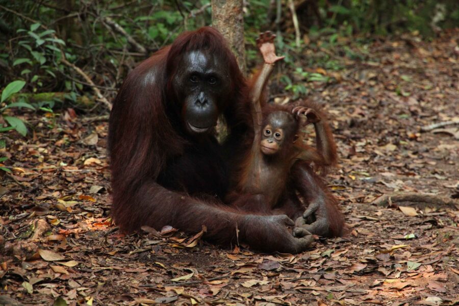 Facts About Orangutans