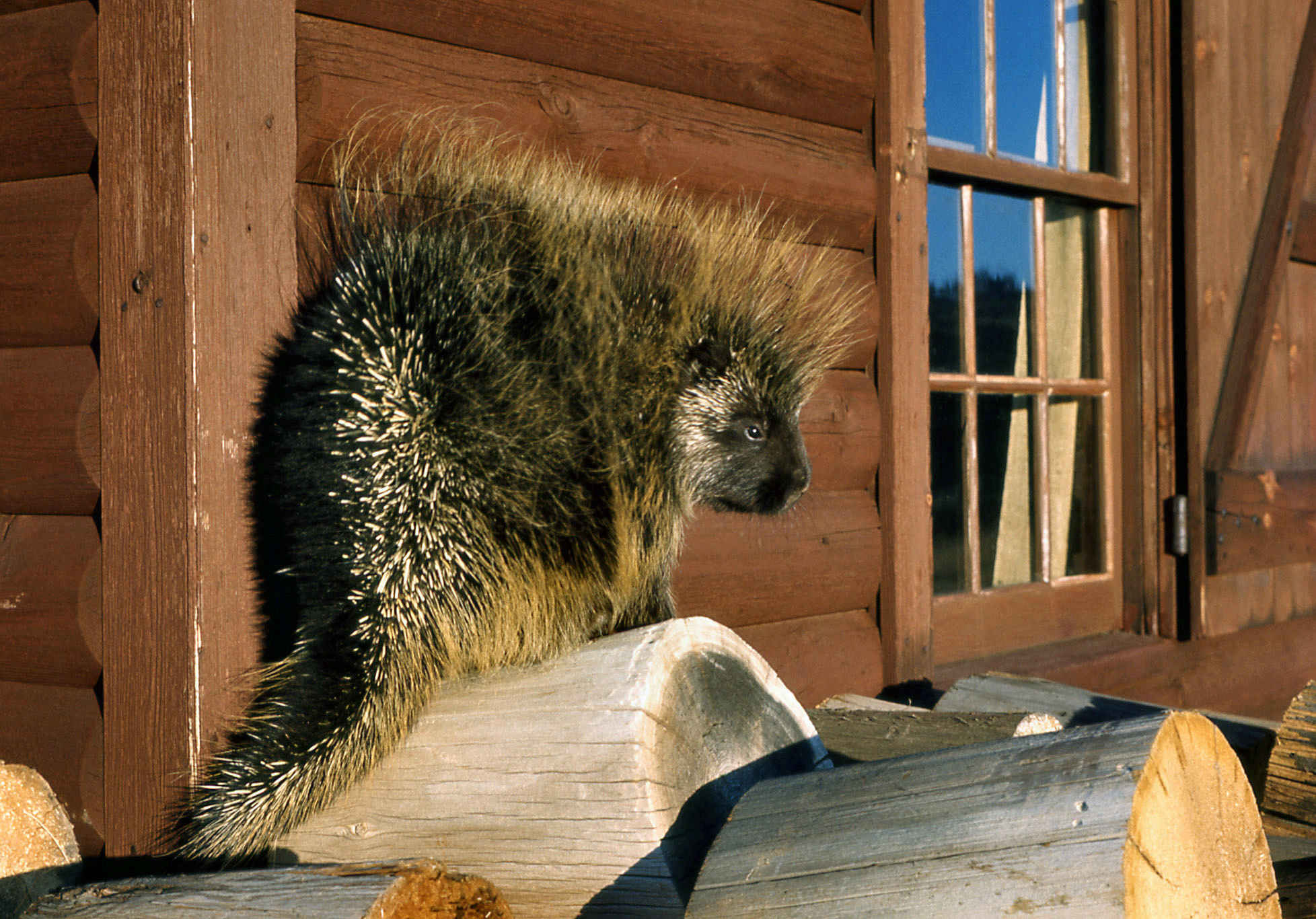 porcupine in porch