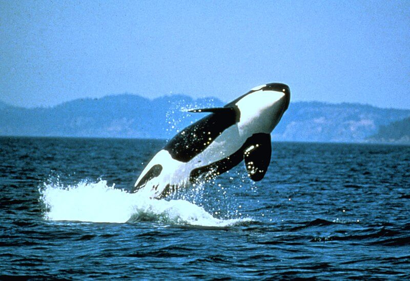 facts about orcas