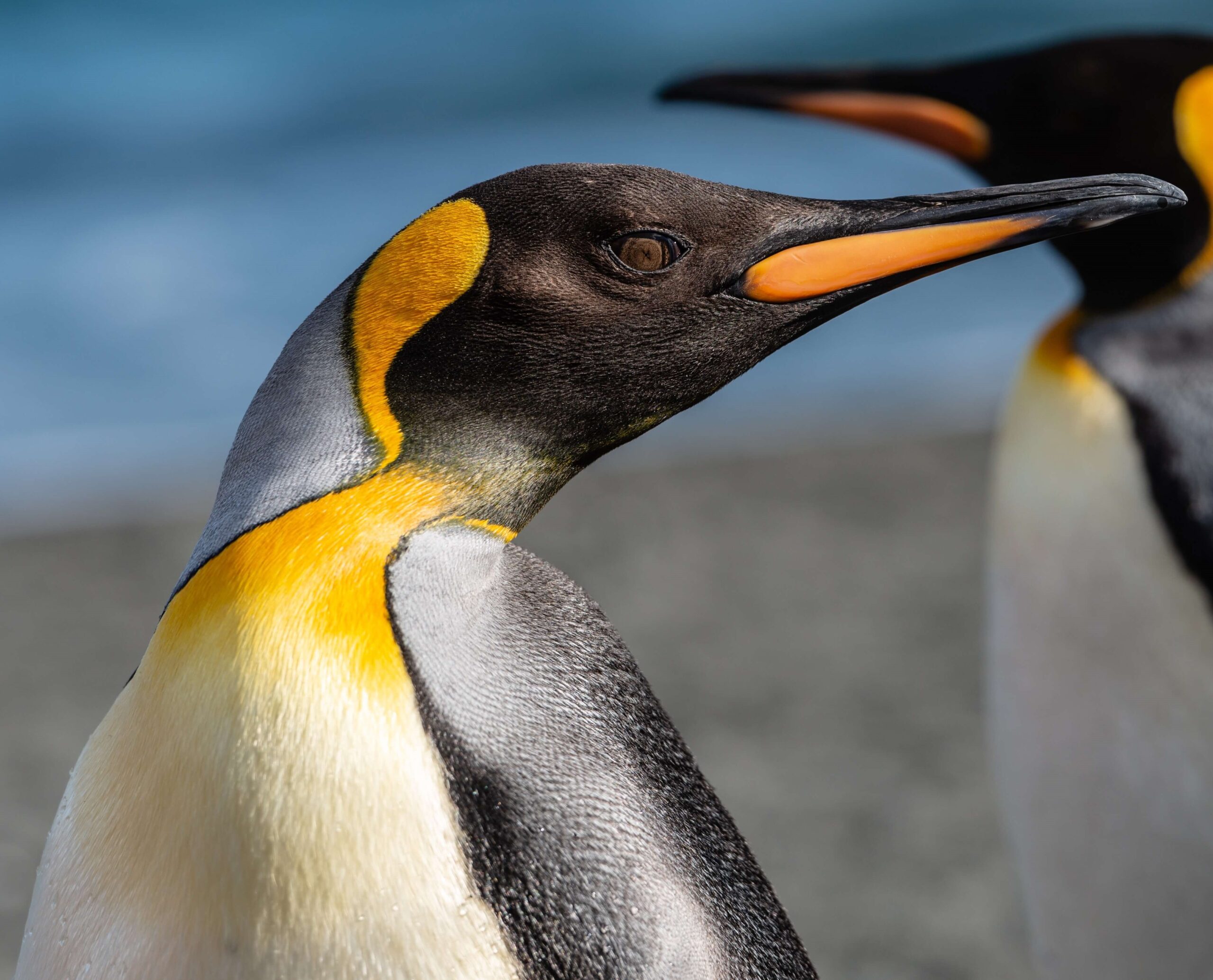 Emperor Penguin Facts