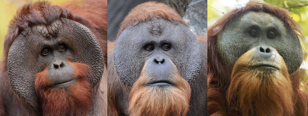 Orangutan species