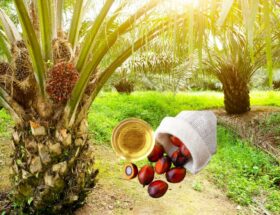 Is palm Oil Vegan