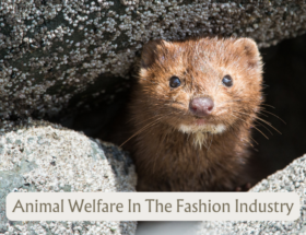 Animal Welfare in Fashion Industry