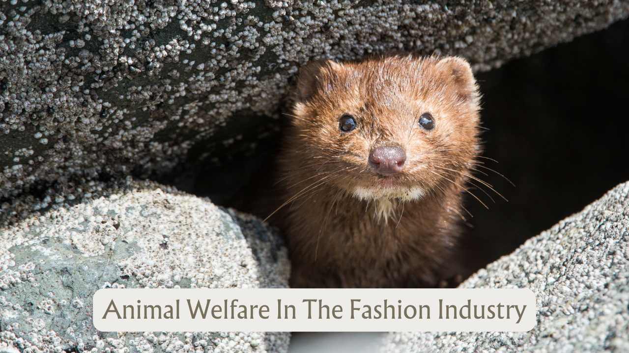 Animal Welfare in Fashion Industry