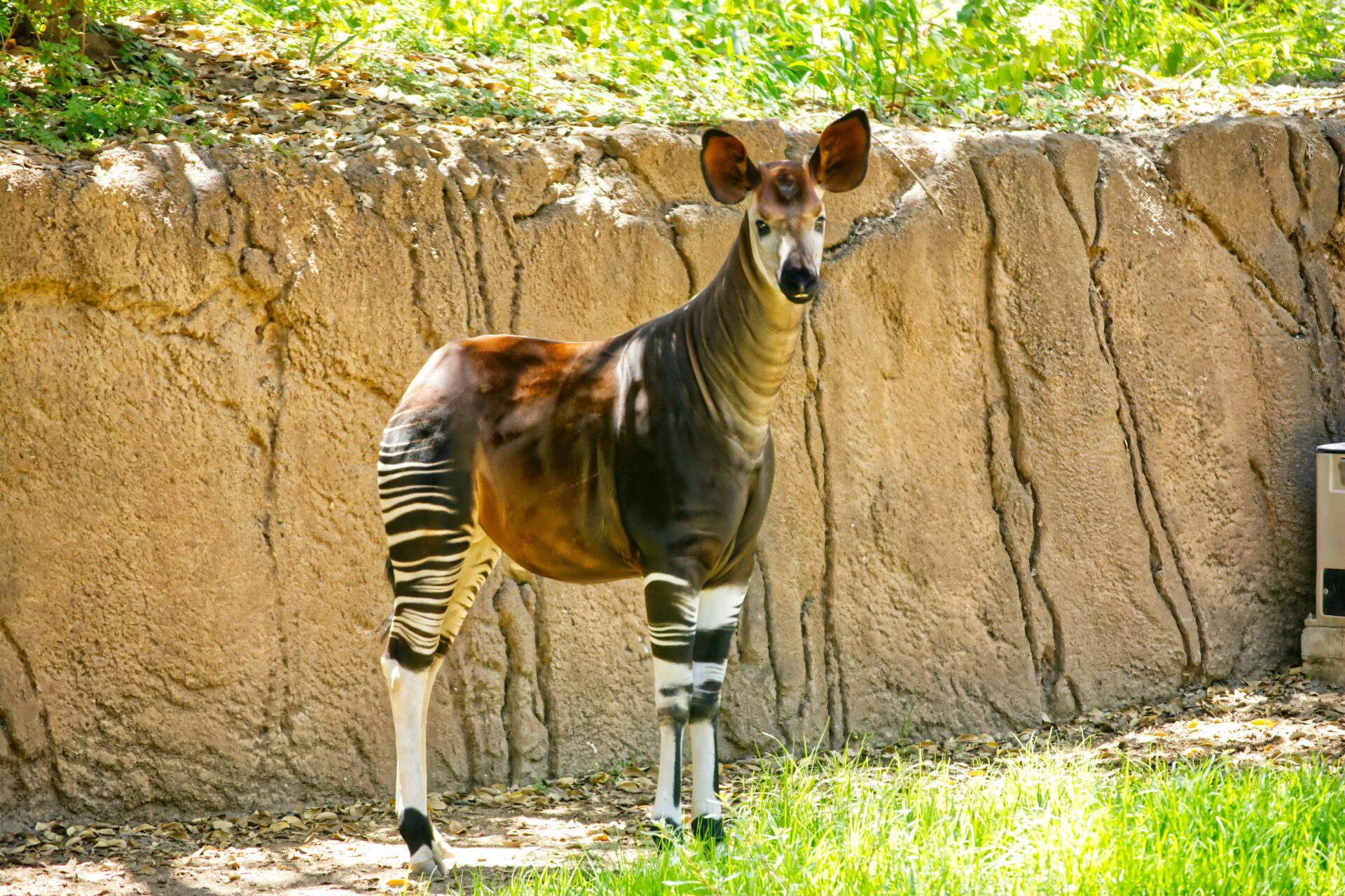 Okapi Cool Discover Amazing Okapi Facts: Nature's Hidden Marvel | Eco Chic ...